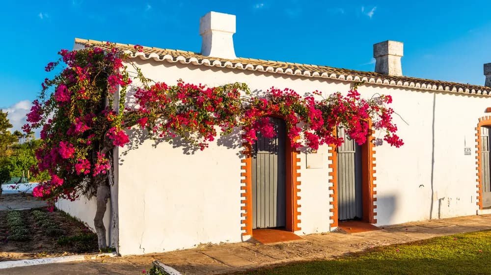 Turismo rural en Fuerteventura: Vive la autenticidad de la vida en el campo